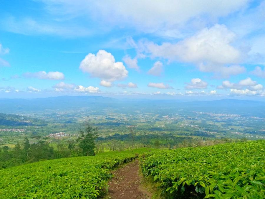 Kebun teh dengan jalan setapak menghadap lembah